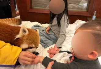 重庆酒店提供小熊猫叫早服务惹议 专家称可伤人 官方叫停