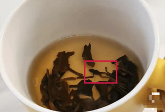 奈雪的茶被曝喝出青蛙，当事人：差点喝进嘴里