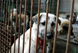 北京首例宠物投毒案第八次延审,民众热议动物保护立法