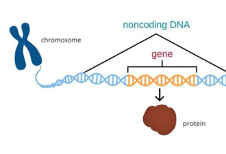 谷歌AlphaGenome横空出世：揭示DNA天书