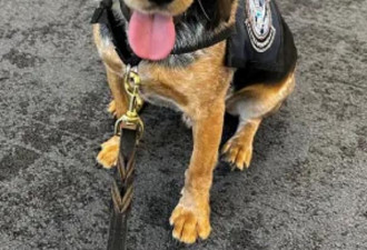 一脚踢飞美国海关犬 他认罪缴费后遭立即遣返