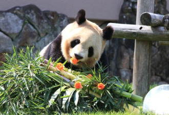 4熊猫要还中国 3000人塞爆园区抢看最后一眼