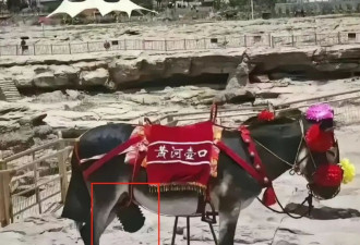 当黄河壶口景区的毛驴，因暴露生殖器被戴了套儿