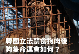 在韩国立法禁食狗肉之后 那些狗的命运会怎样？