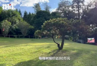 一棵树采购价近80万,供货价3万8?烟台山管委会...