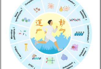 《细胞》：运动抗衰老的核心密码解开了