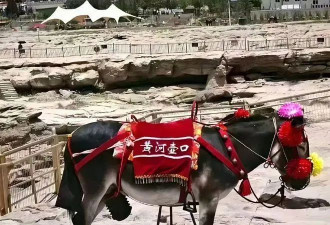 壶口公驴戴套：女游客为何对驴鞭颤抖不已
