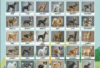 “老祖宗严选为何不让养？”中华田园犬被禁养引热议