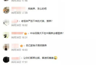 “老祖宗严选为何不让养？”中华田园犬被禁养引热议
