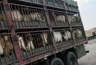 养殖户称543只羊遭羊贩盗卖，贵州当地警方立案又撤案