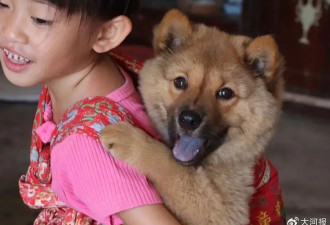 多地解禁中华田园犬 文化的回归也是治理的精细化