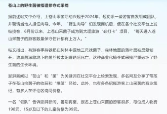 大理野生菌被指遭游客掠夺式采摘：有人掘地三尺