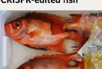 转基因食物到底是否对人有危害？