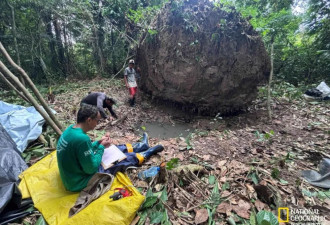 一棵树倒在了亚马孙雨林，露出了原住民的“骨灰盒”