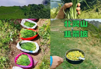数千人涌入割韭菜，北京的这座山被“薅秃了”