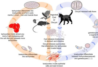 猫奴小心！它5分钟就能“斩首”人类精子
