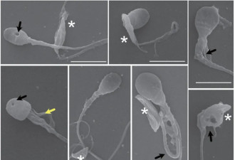 猫奴小心！它5分钟就能“斩首”人类精子