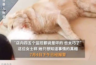 金毛蹭空调被打死 司法部门:组织过调解
