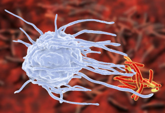 科学家找到分解胆固醇"重启键" 可望改善心血管疾