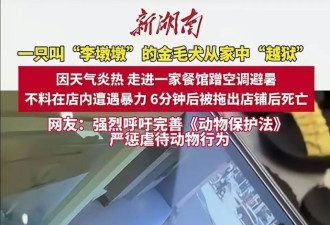 金毛犬在餐馆蹭空调避暑遭殴打致死？当地警方已介入