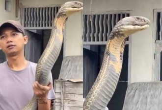 比人还大！印度男徒手抓超巨“眼镜王蛇”影片曝