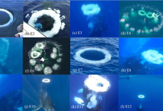 不只人类寻找外星生命？鲸鱼或许正尝试连络我们