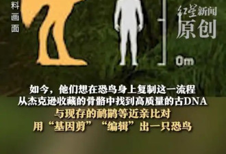 《指环王》导演投资1500万美元复活灭绝600年巨型恐鸟！专家警告：极其危险！