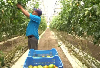 美墨“番茄协议”将到期 经销商：关税将致番茄涨价