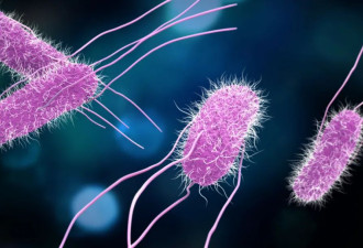 注意！加拿大这款熟食藏致命病菌 84人中招