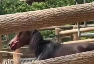 “马脸上全是血 还不停抽打”动物园回应