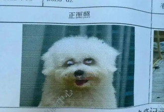 给狗子拍证件照打印机卡墨了，成片笑喷，看起来不太聪明！