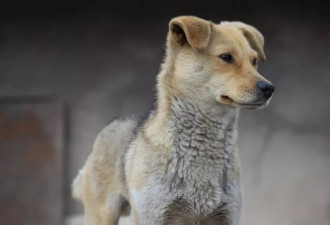 中华田园犬，为何被这些城市拒之门外？