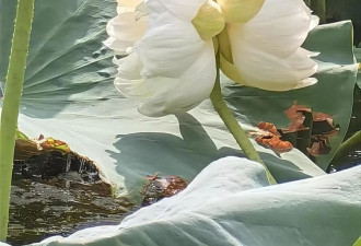 美丽！这株出现概率为十万分之一的花开了