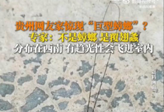 家中出现“巨型蟑螂” 网友:看起来有1米长