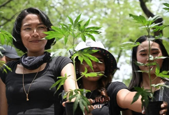 千亿产业崩塌夜：泰国医生处方杀死大麻经济？