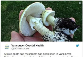 小心这种致命死亡蘑菇！长得很像华人爱吃的草菇...