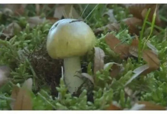 小心这种致命死亡蘑菇！长得很像华人爱吃的草菇...