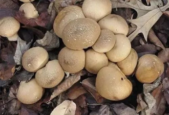 小心这种致命死亡蘑菇！长得很像华人爱吃的草菇...