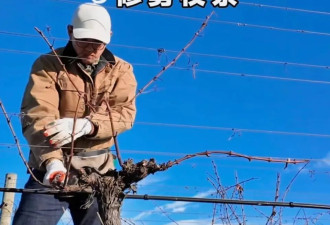 去新西兰干体力活 治好年轻人的工作内耗