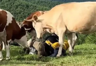 游客五台山给牛喂牛肉戳屁股遭牛群反击踩踏