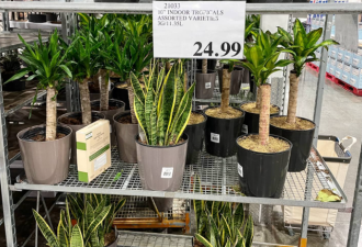 崩溃! 加拿大女子在Costco申请调价$68, 竟被强硬拒绝!