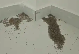 热死大量蚊子 地表温度直逼73°C 可煎蛋烤虾
