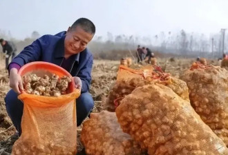 让欧洲痛苦不堪的入侵物种 却在中国快被吃绝种