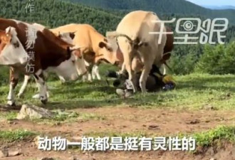 五台山游客遭牛群围殴 原因竟是…