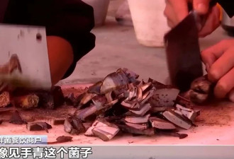 吃菌餐馆打包"见手青"要签协议,怎么食用才更安全