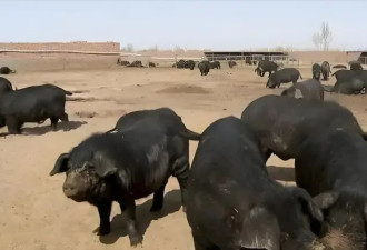 中国人在沙漠放10万头黑猪 就解决了世界性难题