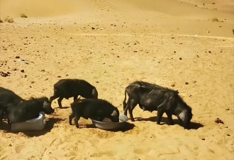 中国人在沙漠放10万头黑猪 就解决了世界性难题