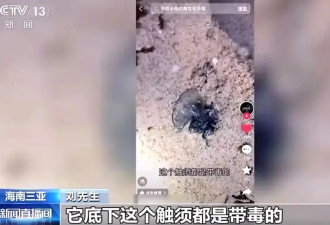 带孩子去海边千万别碰这些东西 有剧毒