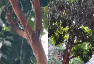 上海“喷射式蝉尿”如下大雨 居民崩溃 专家：有甜味