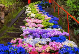 镰仓的初夏属于紫阳花 6月的浪漫都藏在细雨里